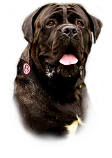 Nepojmenovaný 1 (2).png
