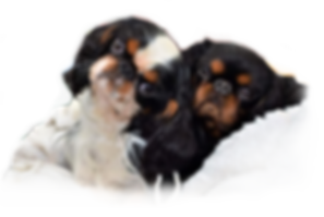 Nepojmenovaný 3 (2).png