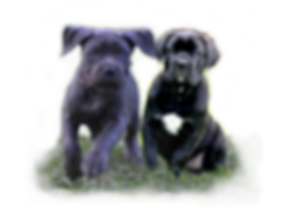 Nepojmenovaný 1 (2).png