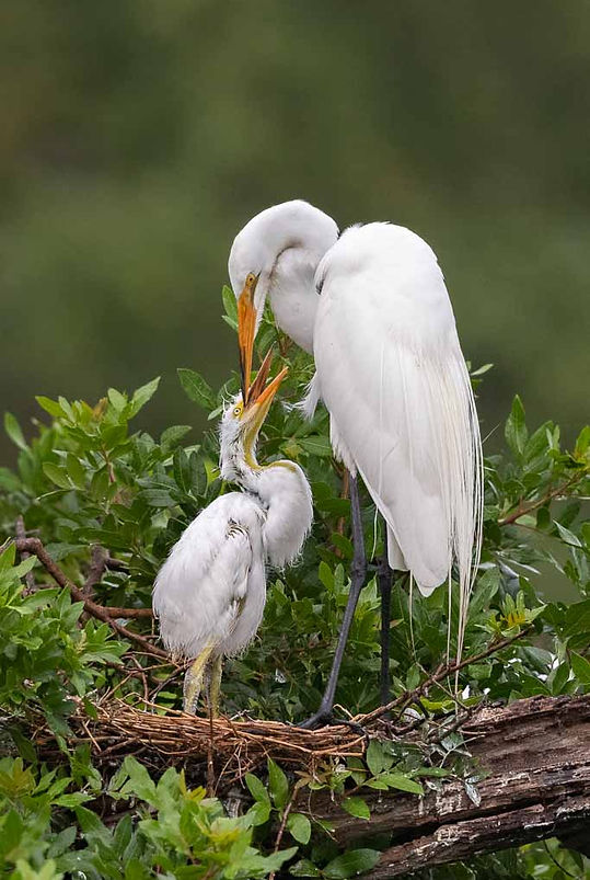 Great Egret2.jpg