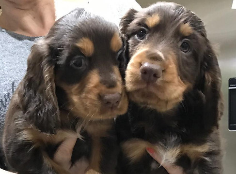 Adorable Cocker Spaniel puppies from Moorsbarrow Hall Farm Gundogs in Cheshire