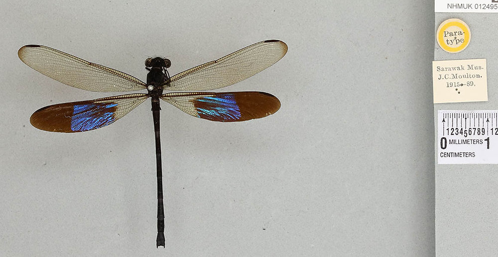 Malaysian insects digitised in international collaboration