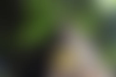 Society calls for conservation of endangered tree species