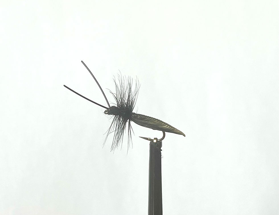 IMG_1211.jpeg