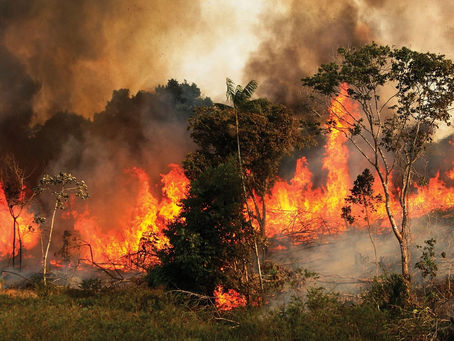 Deforestación e incendios, ¿Somos los culpables?