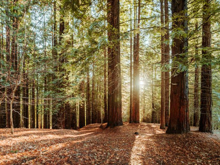 Futura caperucita roja