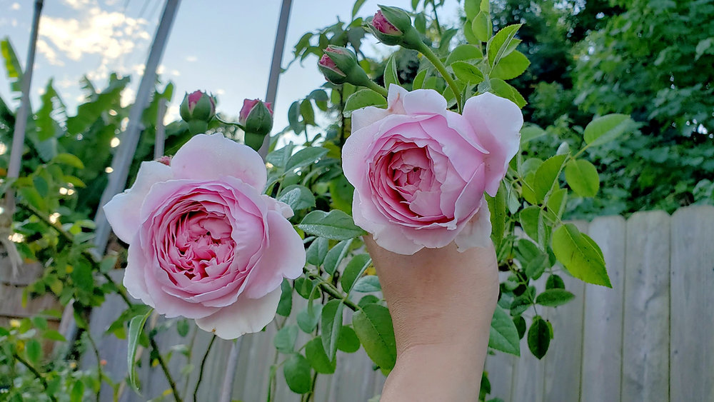 Lesson From Roses Growing through struggles: My life lessons through roses