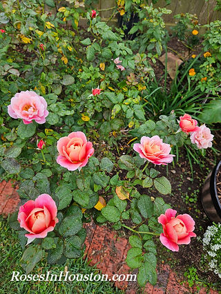 Distant Drums rose