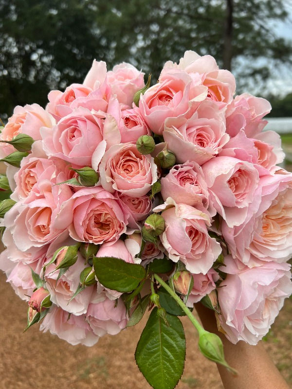 Thumbnail: Moonlight In Paris bare root rose
