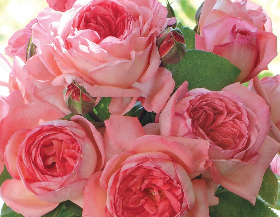 Thumbnail: Liv Tyler bare root rose