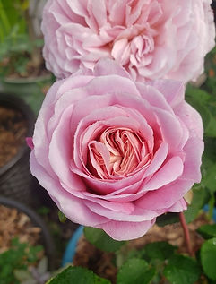 david austin eustacia vye rose