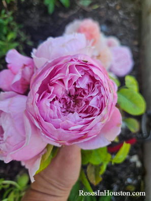Spirit of Freedom rose by David Austin roses in zone 9a (Houston, TX)