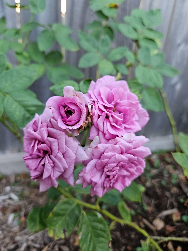 トップス rose Hot X-pression Rose-火热印象｜Netherlands Cut Rose – Ergongzy Roses