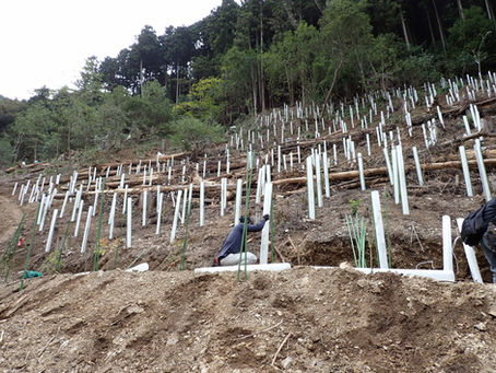 植栽とハイトシェルター