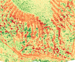 Timber Harvest Plant Health
