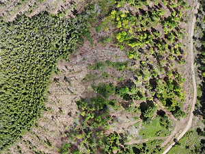 An image from the air showing a swamp with areas of where trees have been cut