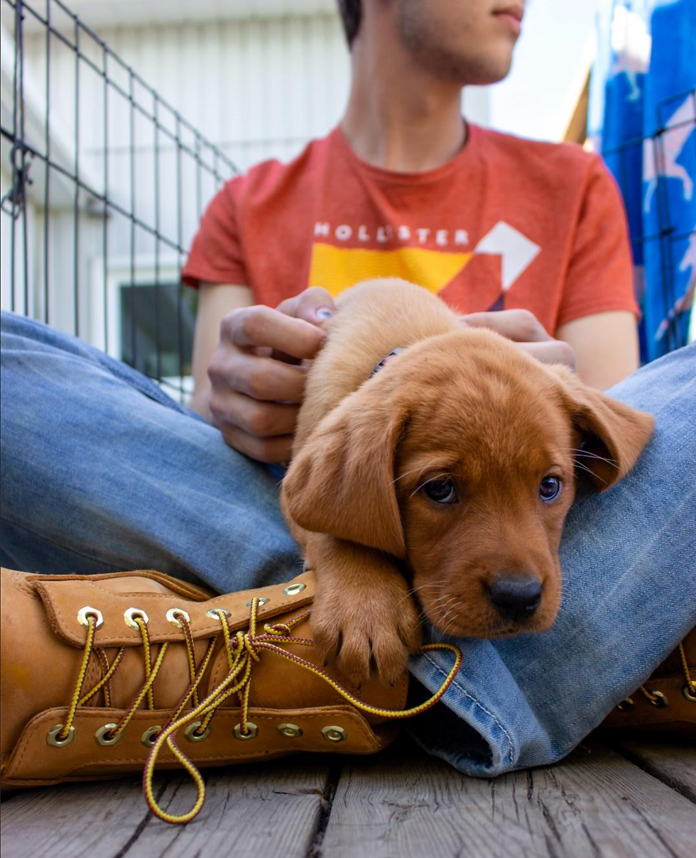 Shelter dog 