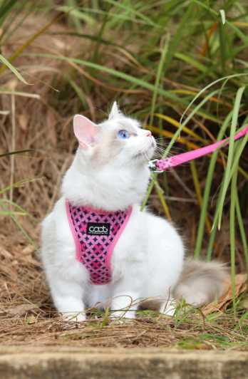 White cat with blue eyes in a pink harness looks up while sitting on grass. Background has tall green plants. Harness has "cat" text.