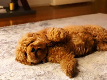 FINDING A RUG WHICH IS NOT ONLY STUNNING BUT PET AND KID FRIENDLY