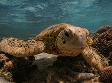 Sea turtle