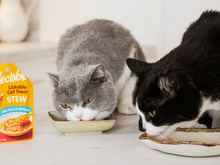 cats eating