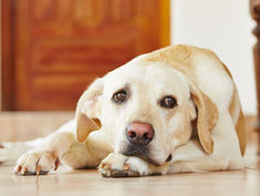BEAT WINTER BOREDOM FOR DOGS WITH THIS WELLNESS TOOLKIT
