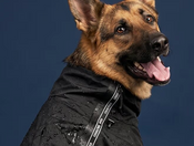 Dog with raincoat