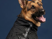 Dog with raincoat