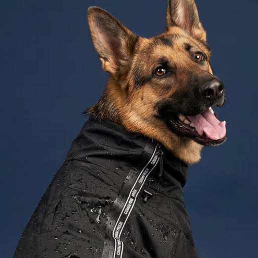 Dog with raincoat