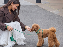 STYLE MEETS PRACTICALITY AS PET BRAND TACKLES THE “WET DOG” DILEMMA