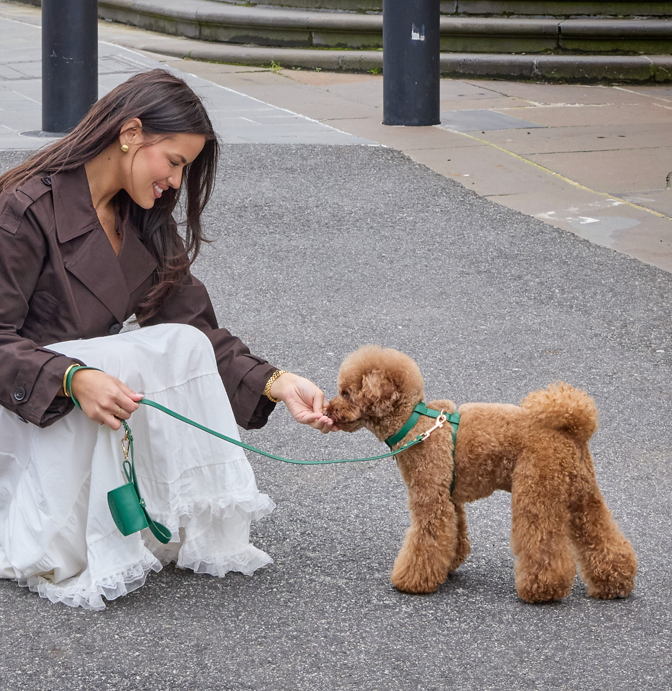 STYLE MEETS PRACTICALITY AS PET BRAND TACKLES THE “WET DOG” DILEMMA