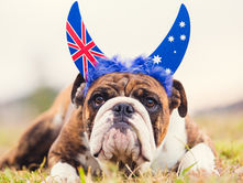 UNLEASH GREATNESS: IS YOUR DOG THE AUSSIE 2024 DOG OF THE YEAR?