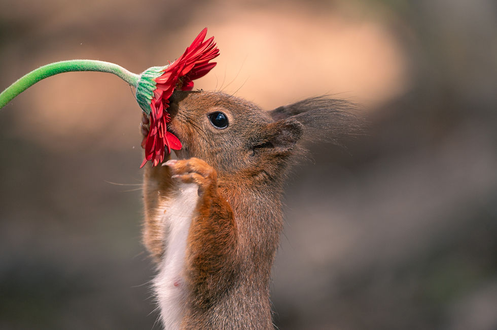 squirrel smelling a flower