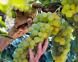 Pruning Grapevines with Grapes.jpg