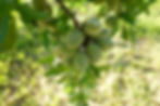 Almonds Growing on Tree.jpg