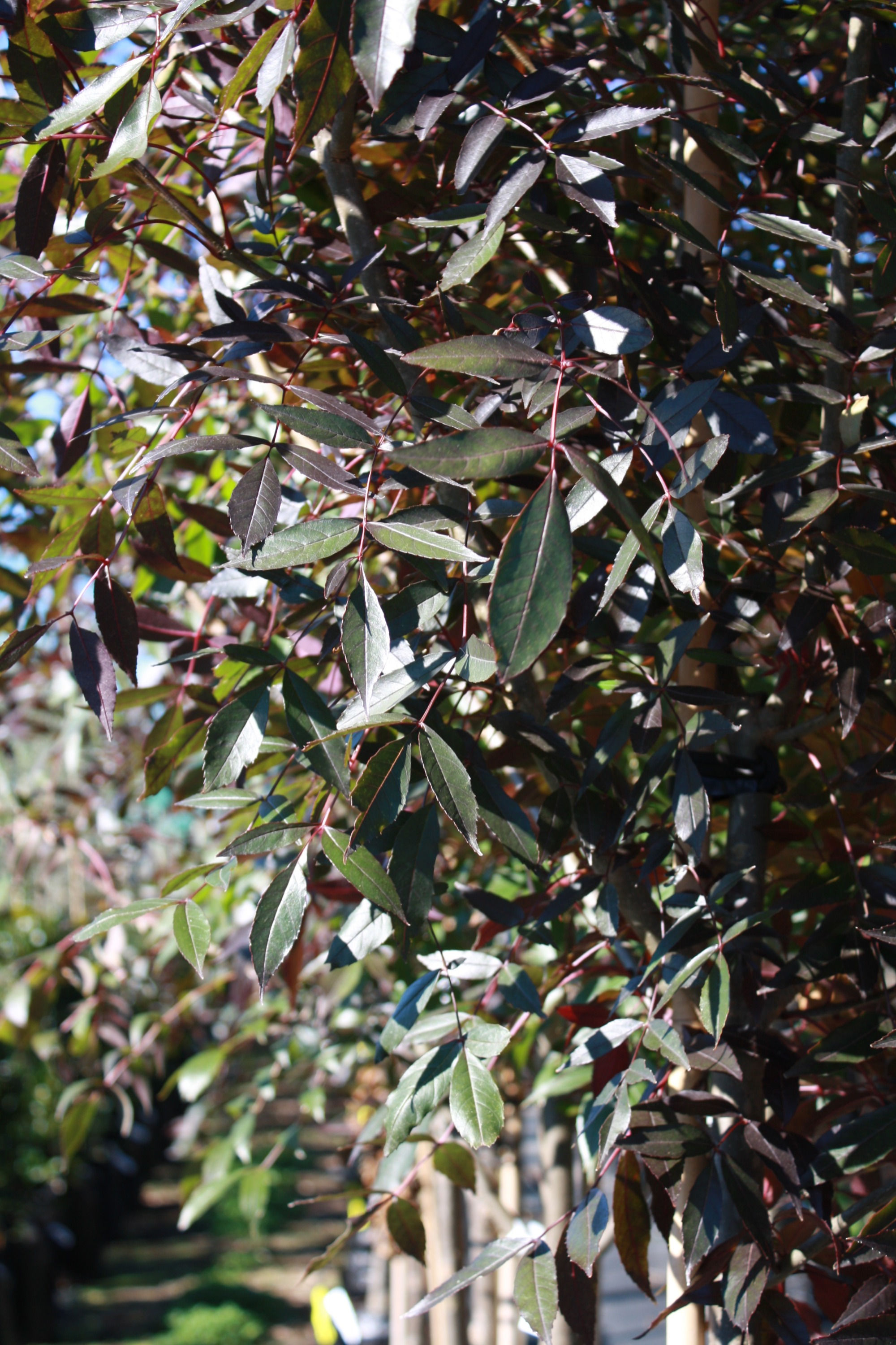 FRAXINUS RAYWOODII CLARET ASH tree in new zealand