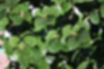 ILEX LARGO LARGO HOLLY tree in new zealand