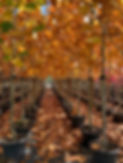 Icon trees nursery in new zealand contact us