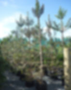 AGATHIS AUSTRALIS  tree in new zealand