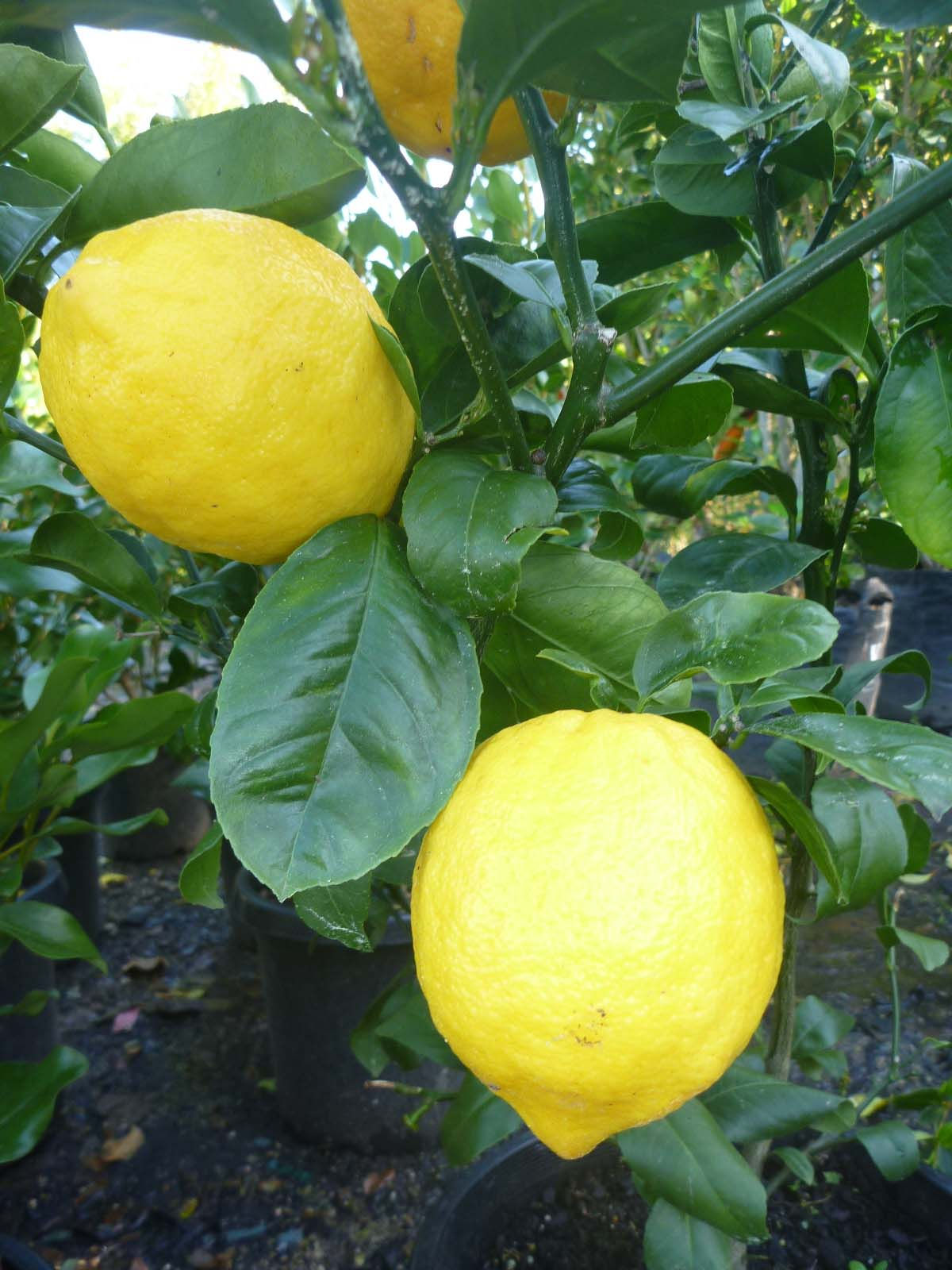 CITRUS X MEYERI MEYER LEMON tree in new zealand