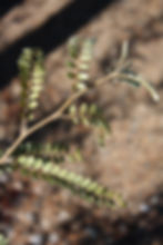 SOPHORA TETRAPTERA LARGE-LEAVED KOWHAI IN NEW ZEALAND