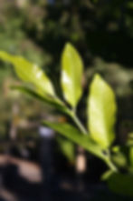 DYSOXYLUM SPECTABILE KOHEKOHE tree in new zealand