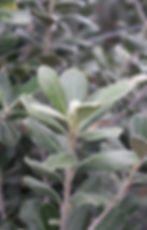 PITTOSPORUM CRASSIFOLIUM KARO In New Zealand