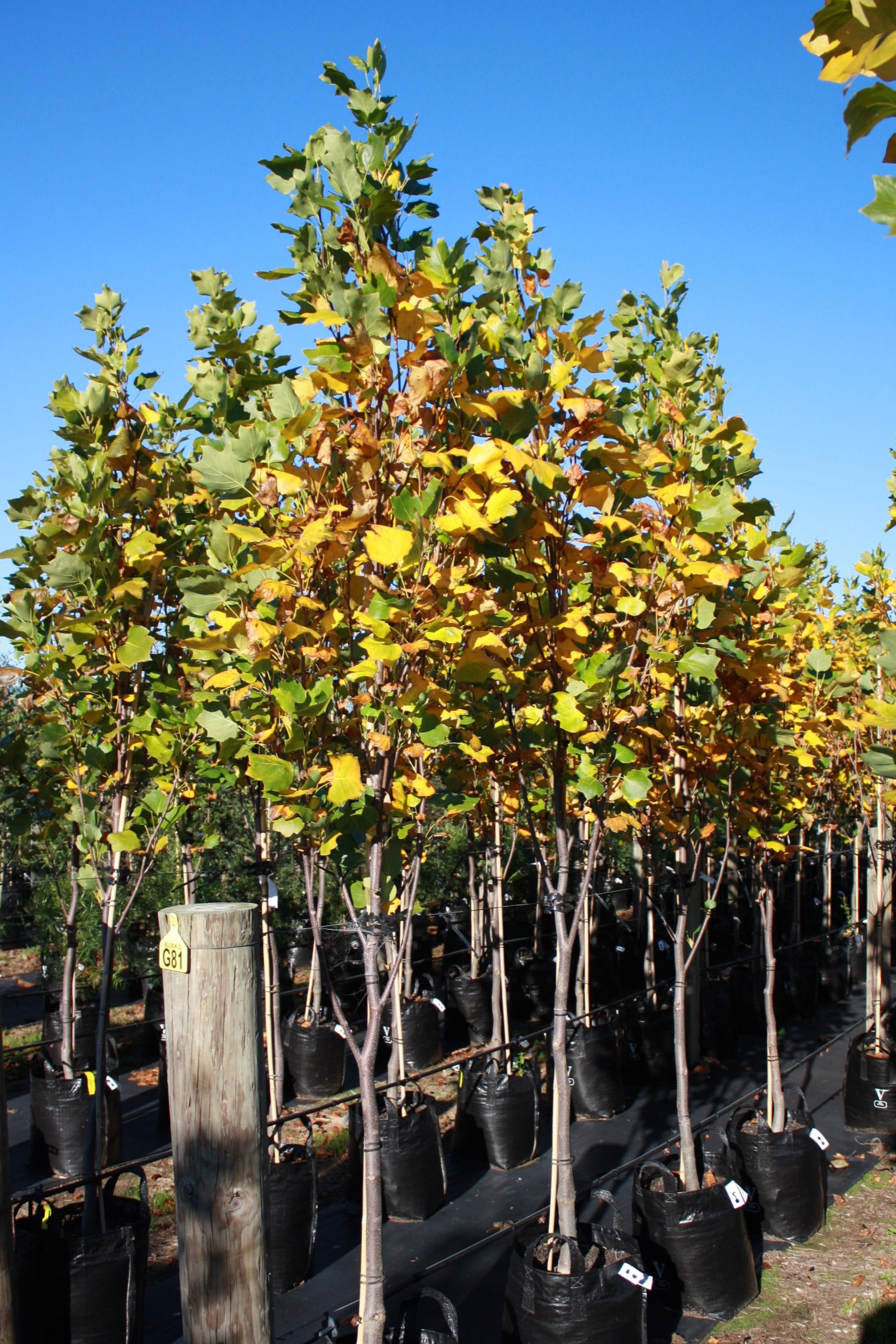 LIRIODENDRON TULIPFERA FASTIGATA TULIP TREE In New zealand