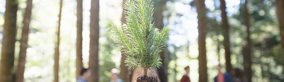 Tree Planting