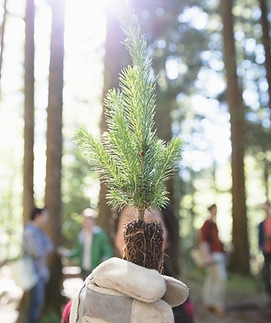 Tree Planting