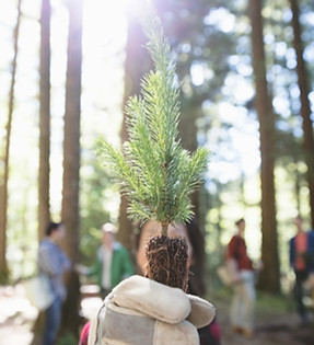 Tree Planting