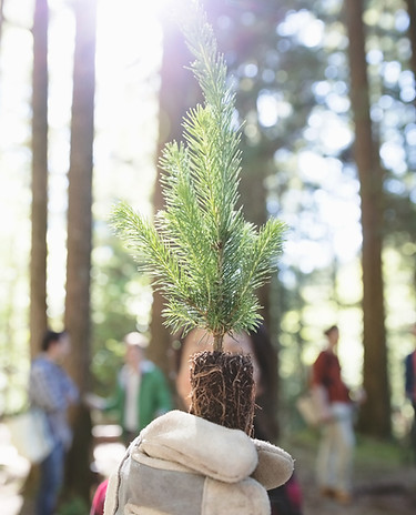 Tree Planting