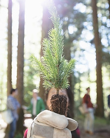 Tree Planting