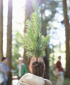Bomen planten